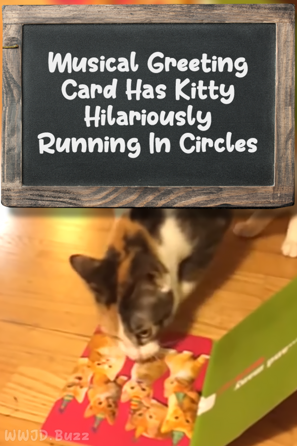 Musical Greeting Card Has Kitty Hilariously Running In Circles