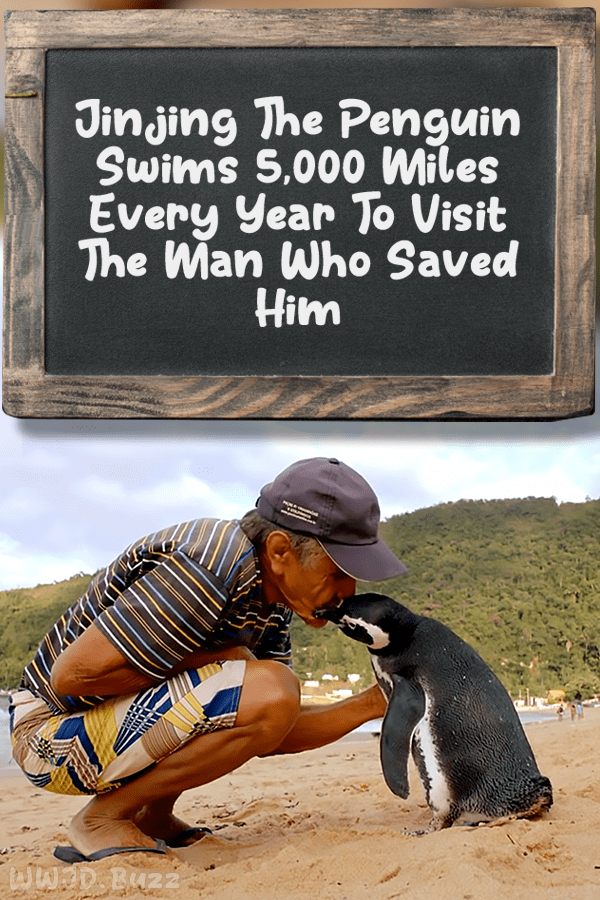 Jinjing The Penguin Swims 5,000 Miles Every Year To Visit The Man Who Saved Him