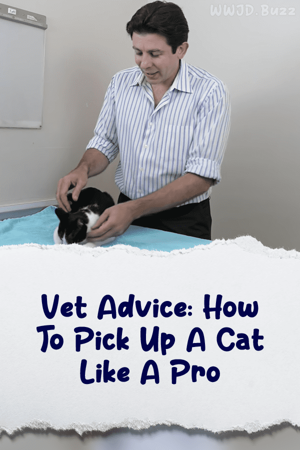 Vet Advice: How To Pick Up A Cat Like A Pro