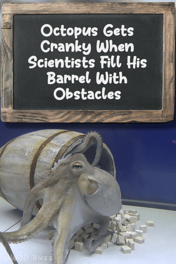 Octopus Gets Cranky When Scientists Fill His Barrel With Obstacles