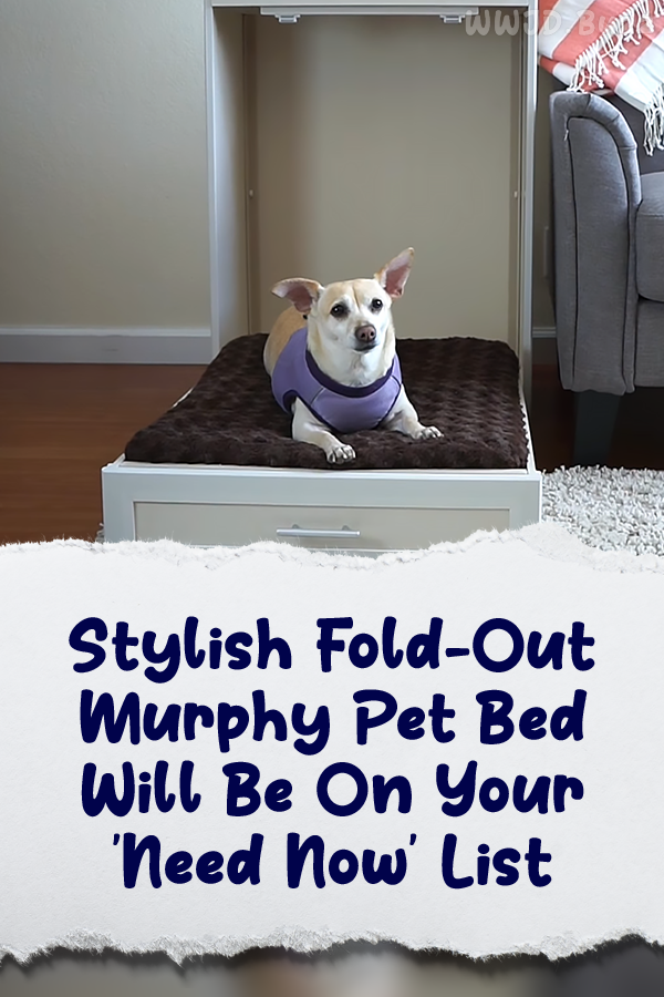 Stylish Fold-Out Murphy Pet Bed Will Be On Your \'Need Now\' List