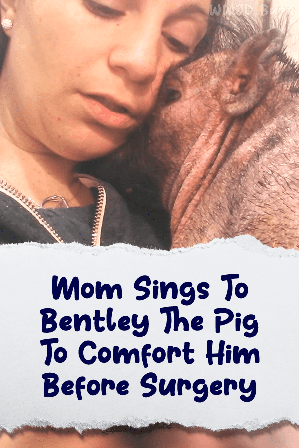 Mom Sings To Bentley The Pig To Comfort Him Before Surgery