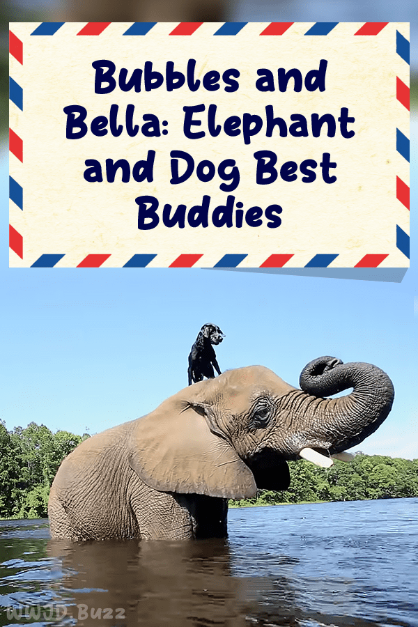 Bubbles and Bella: Elephant and Dog Best Buddies