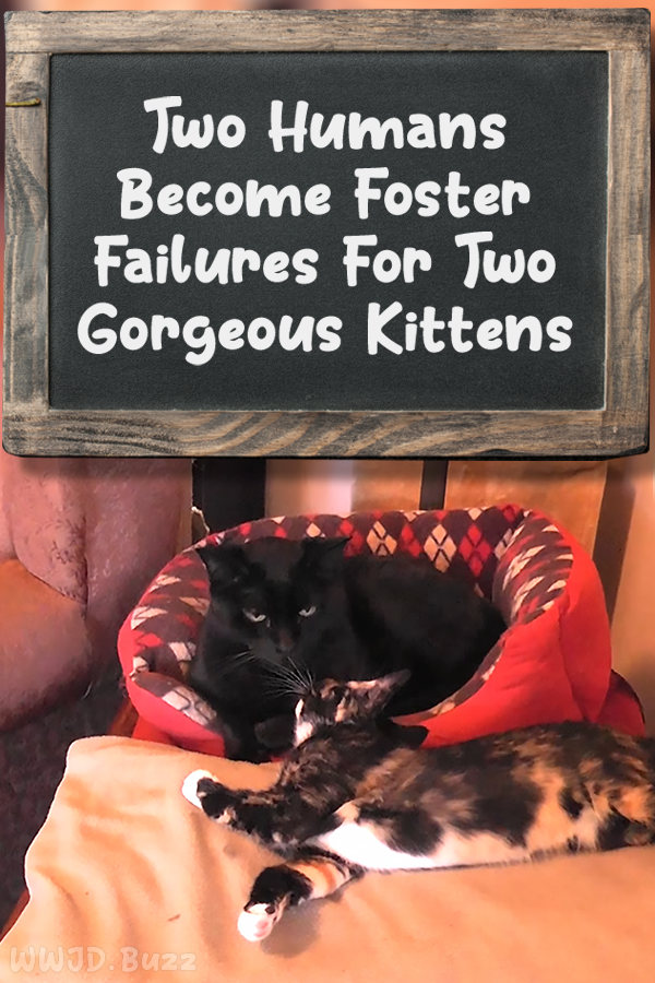 Two Humans Become Foster Failures For Two Gorgeous Kittens