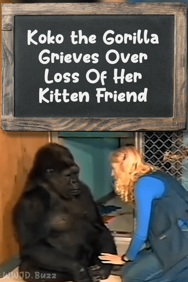 Koko the Gorilla Grieves Over Loss Of Her Kitten Friend