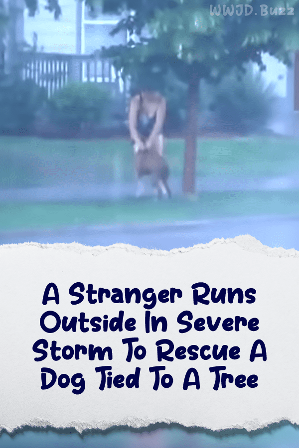 A Stranger Runs Outside In Severe Storm To Rescue A Dog Tied To A Tree