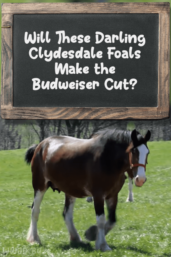 Will These Darling Clydesdale Foals Make the Budweiser Cut?