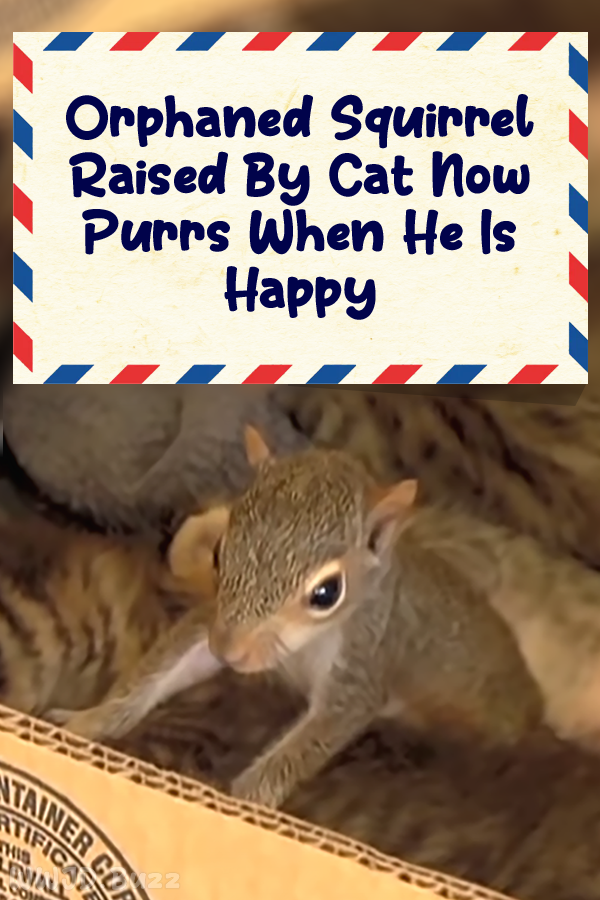 Orphaned Squirrel Raised By Cat Now Purrs When He Is Happy