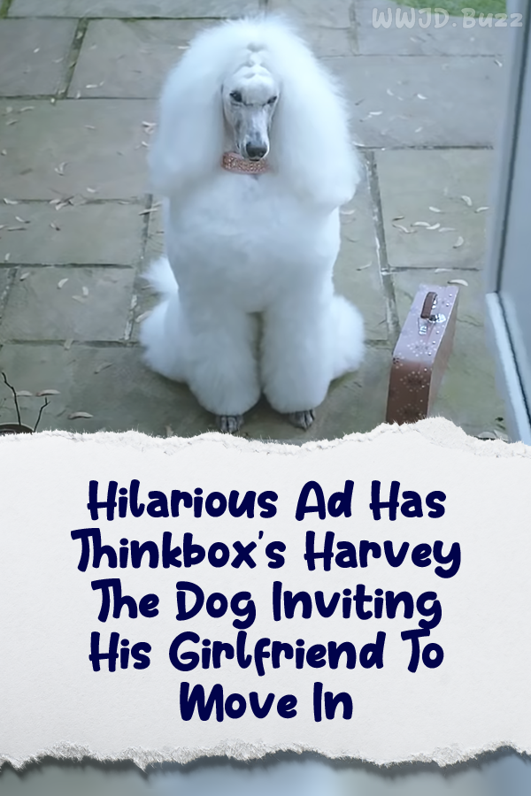 Hilarious Ad Has Thinkbox\'s Harvey The Dog Inviting His Girlfriend To Move In