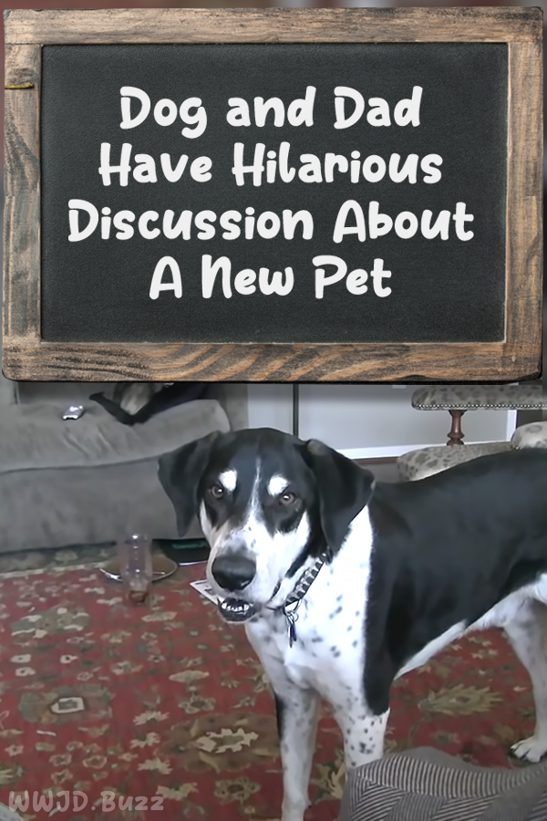 Dog and Dad Have Hilarious Discussion About A New Pet