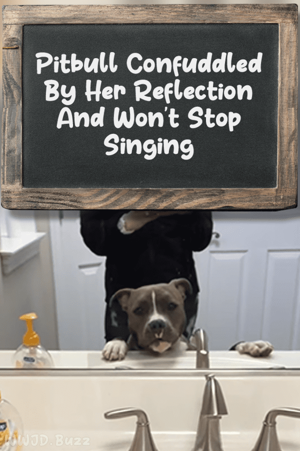 Pitbull Confuddled By Her Reflection And Won\'t Stop Singing