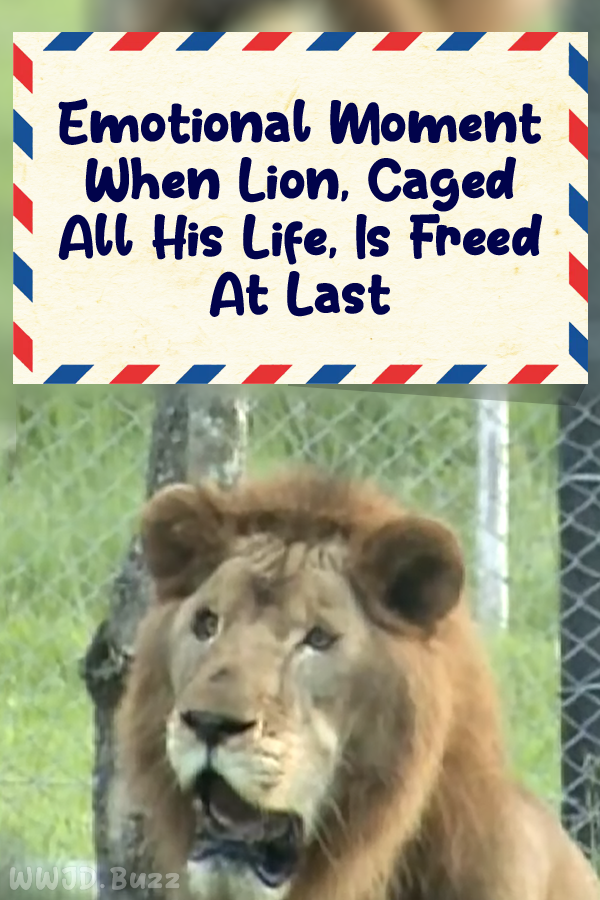 Emotional Moment When Lion, Caged All His Life, Is Freed At Last