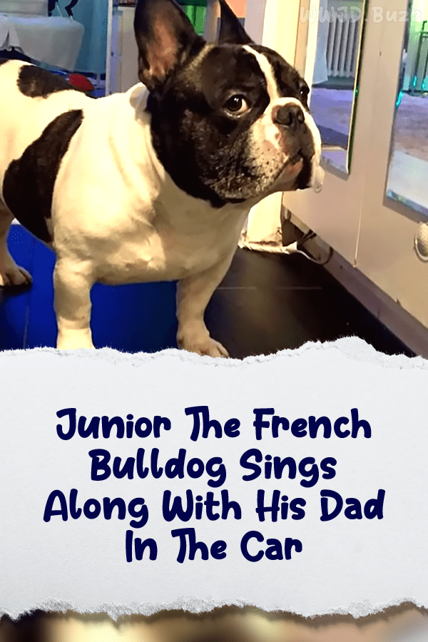 Junior The French Bulldog Sings Along With His Dad In The Car