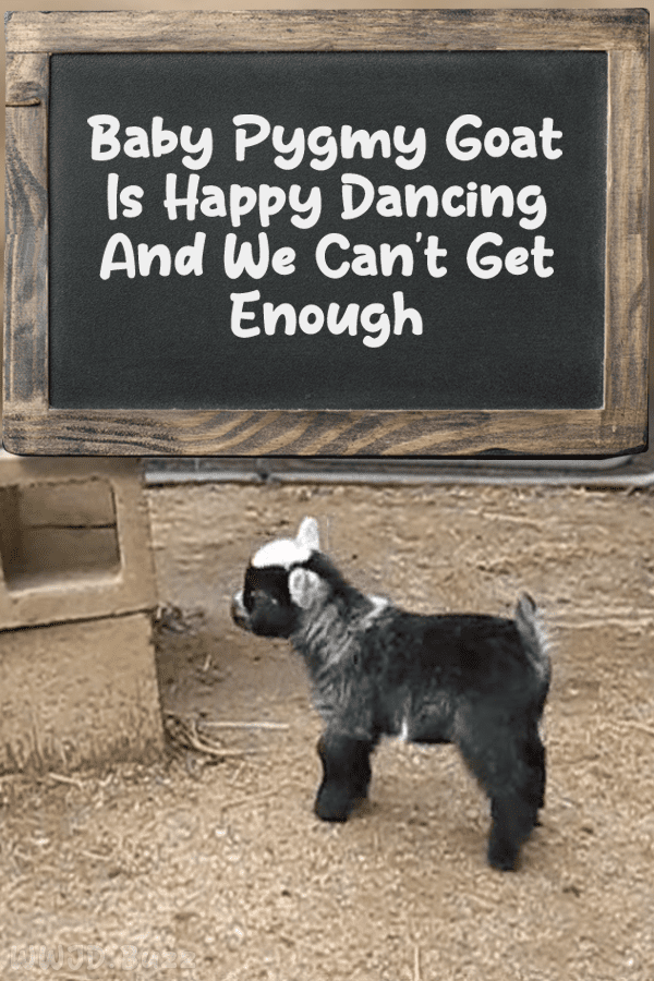 Baby Pygmy Goat Is Happy Dancing And We Can\'t Get Enough