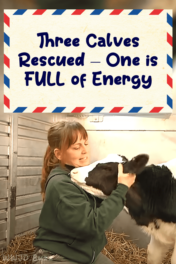 Three Calves Rescued – One Is FULL of Energy