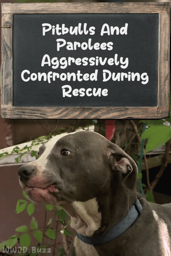 Pitbulls And Parolees Aggressively Confronted During Rescue