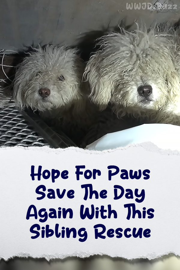 Hope For Paws Save The Day Again With This Sibling Rescue