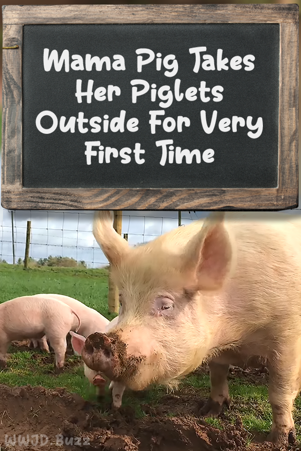 Mama Pig Takes Her Piglets Outside For Very First Time