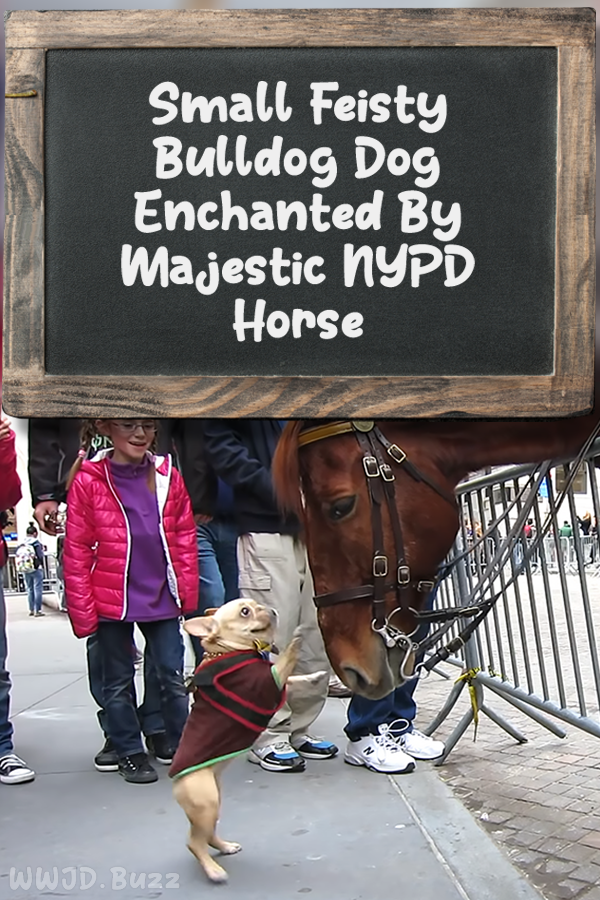 Small Feisty Bulldog Dog Enchanted By Majestic NYPD Horse