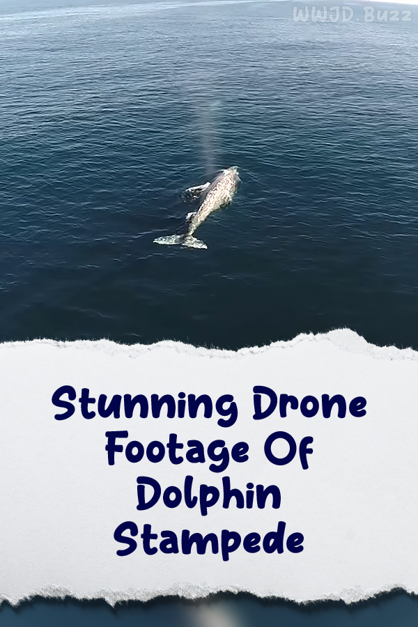 Stunning Drone Footage Of Dolphin Stampede