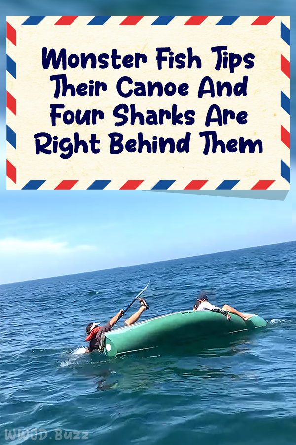 Monster Fish Tips Their Canoe And Four Sharks Are Right Behind Them
