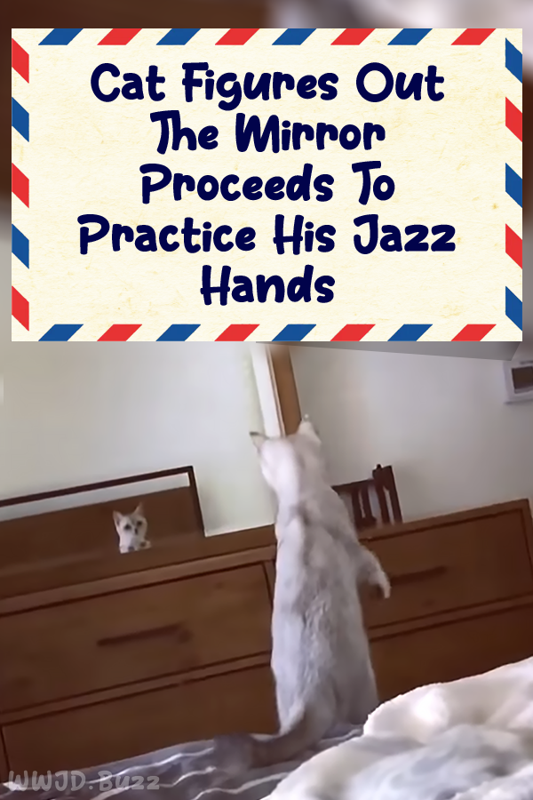 Cat Figures Out The Mirror Proceeds To Practice His Jazz Hands