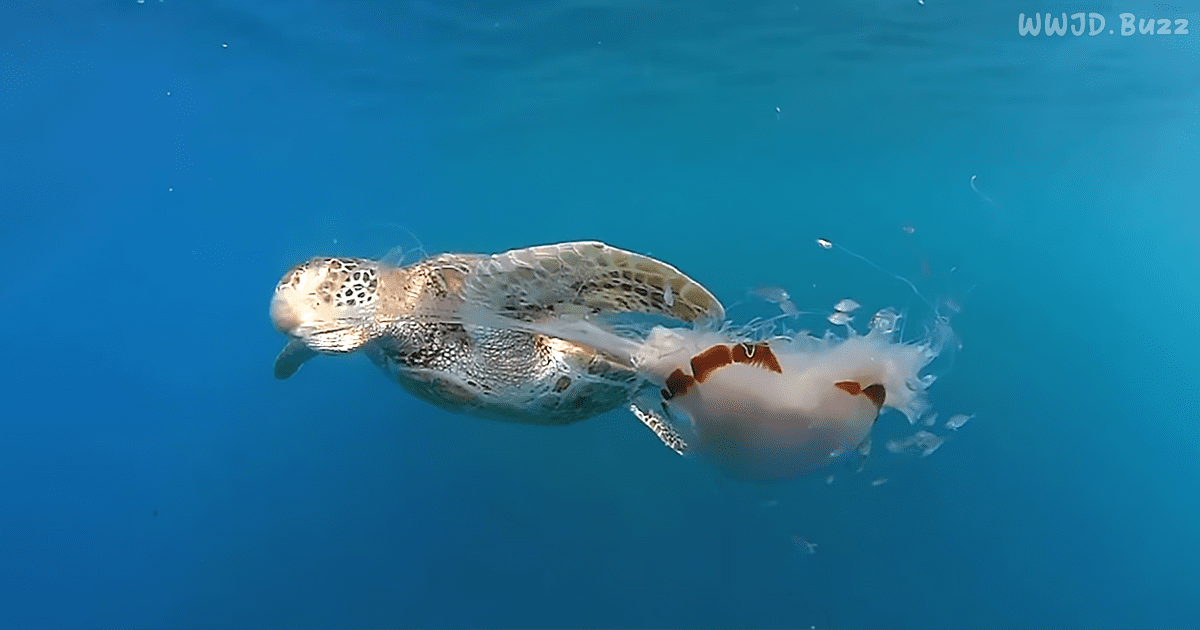 Watch a Giant Sea Turtle Slurp Up A Jellyfish Like Spaghetti – WWJD