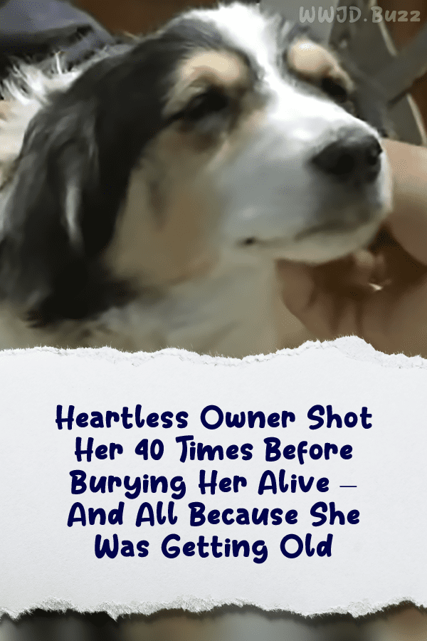 Heartless Owner Shot Her 40 Times Before Burying Her Alive – And All Because She Was Getting Old