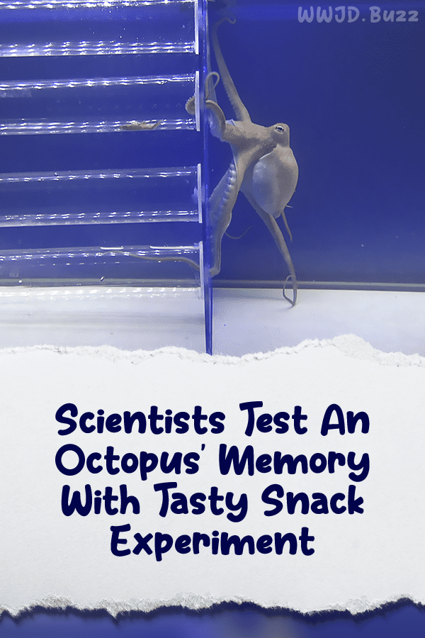 Scientists Test An Octopus’ Memory With Tasty Snack Experiment