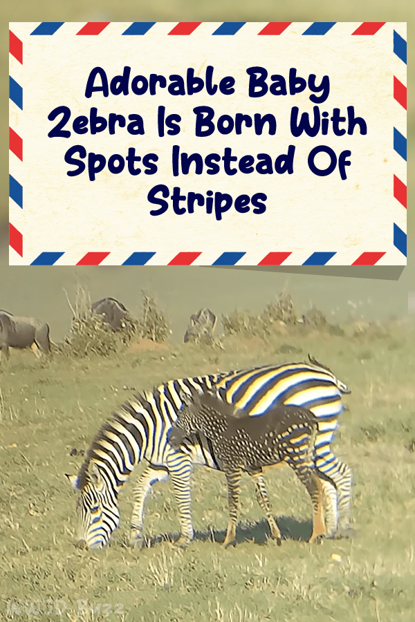 Adorable Baby Zebra Is Born With Spots Instead Of Stripes