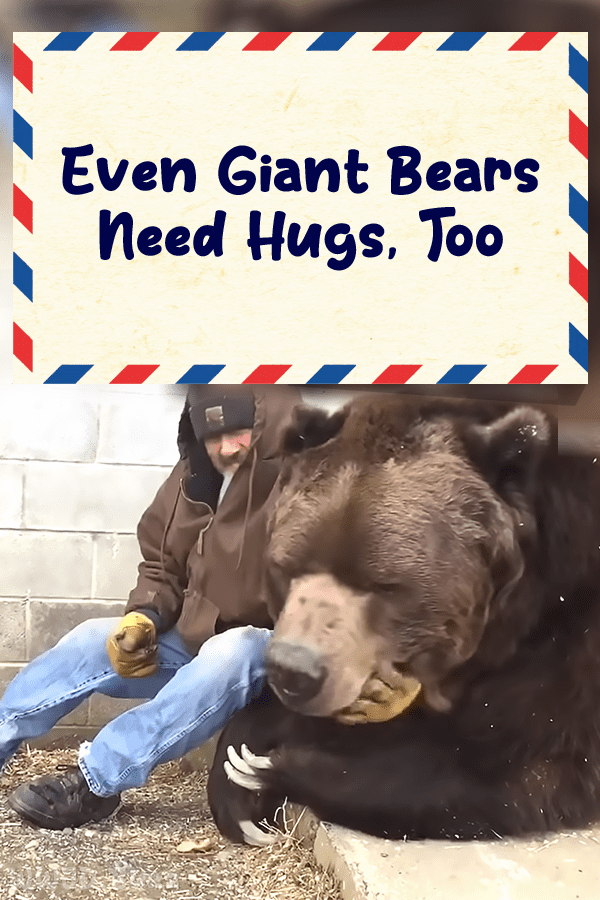 Even Giant Bears Need Hugs, Too