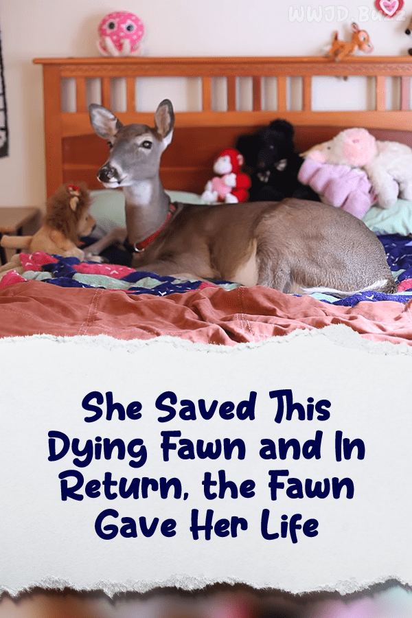 She Saved This Dying Fawn and In Return, the Fawn Gave Her Life