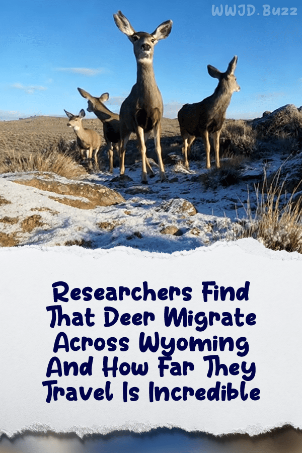 Researchers Find That Deer Migrate Across Wyoming And How Far They Travel Is Incredible