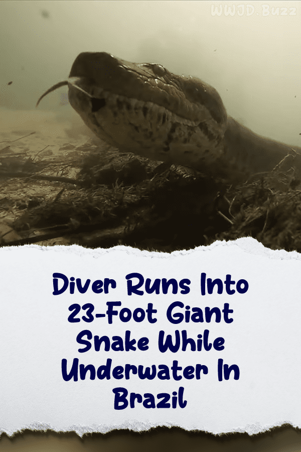 Diver Runs Into 23-Foot Giant Snake While Underwater In Brazil