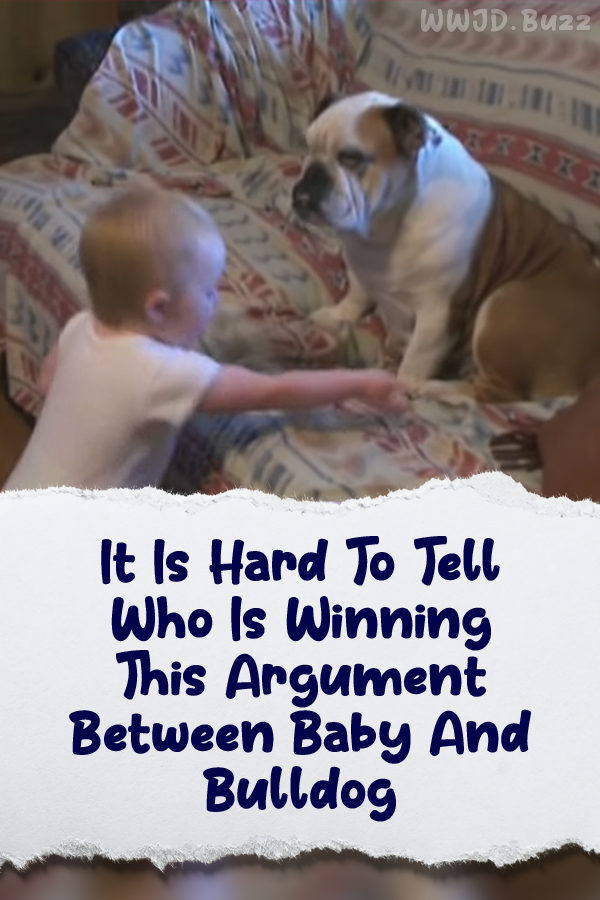 It Is Hard To Tell Who Is Winning This Argument Between Baby And Bulldog