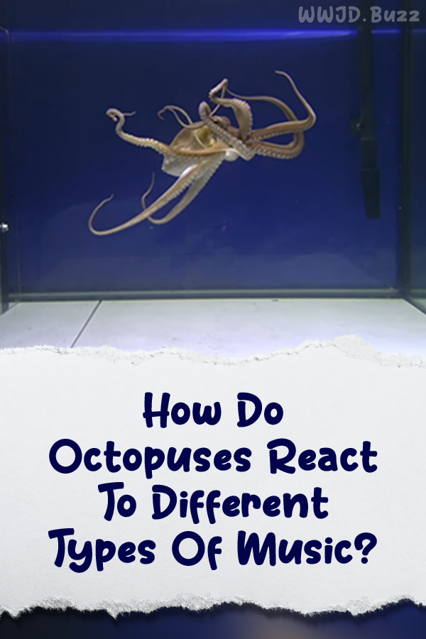 How Do Octopuses React To Different Types Of Music?