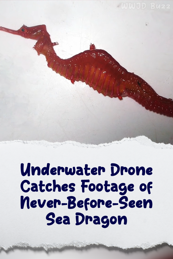 Underwater Drone Catches Footage of Never-Before-Seen Sea Dragon