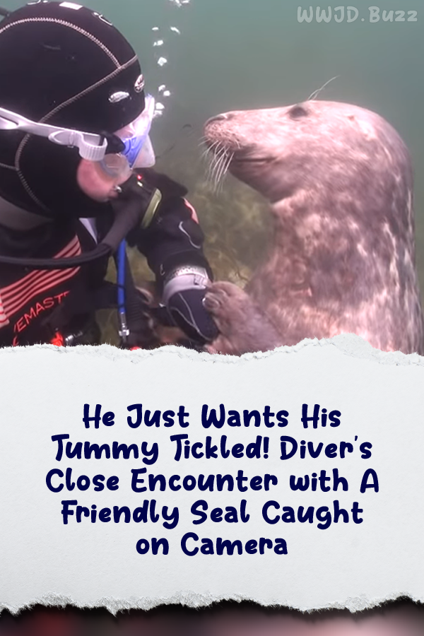 He Just Wants His Tummy Tickled! Diver\'s Close Encounter with A Friendly Seal Caught on Camera