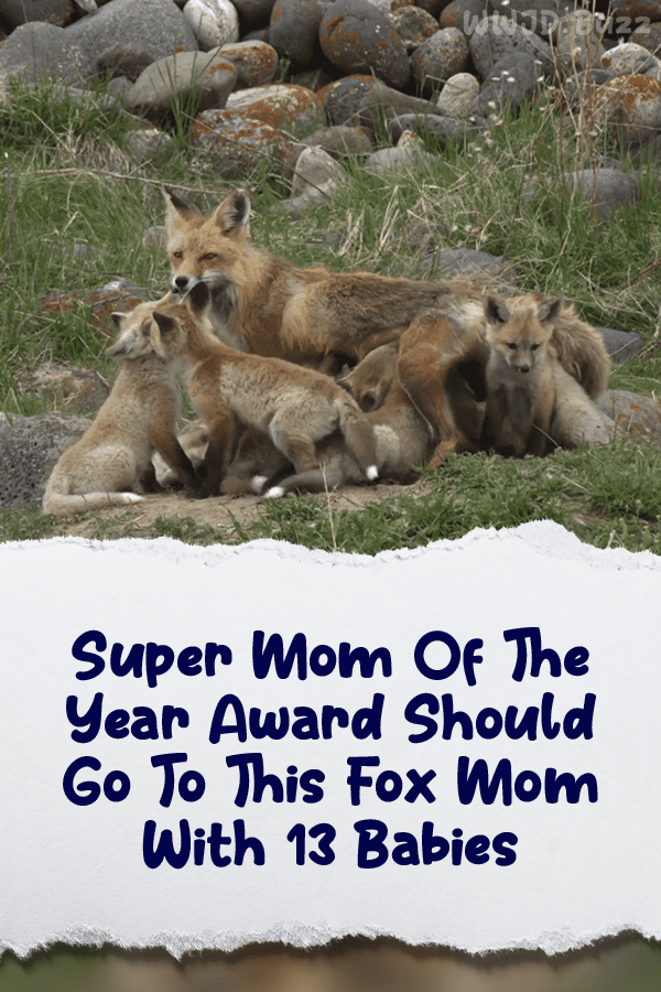 Super Mom Of The Year Award Should Go To This Fox Mom With 13 Babies