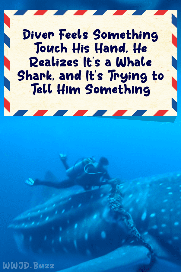 Diver Feels Something Touch His Hand, He Realizes It\'s a Whale Shark, and It\'s Trying to Tell Him Something