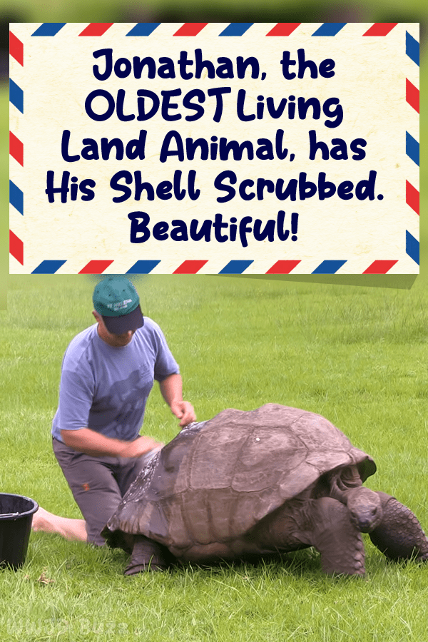 Jonathan, the OLDEST Living Land Animal, has His Shell Scrubbed. Beautiful!