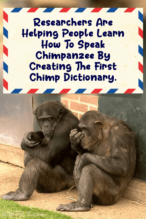 Researchers Are Helping People Learn How To Speak Chimpanzee By Creating The First Chimp Dictionary.