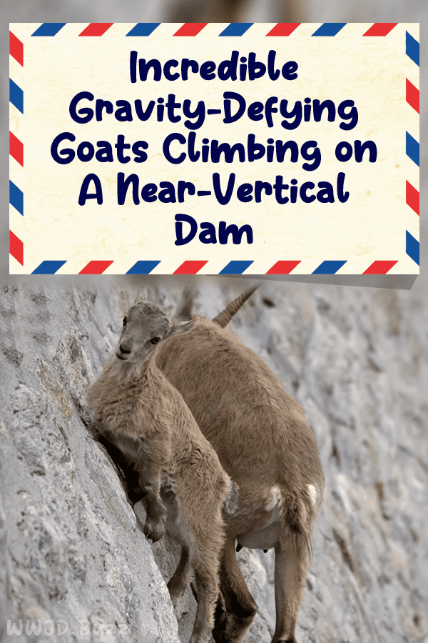 Incredible Gravity-Defying Goats Climbing on A Near-Vertical Dam
