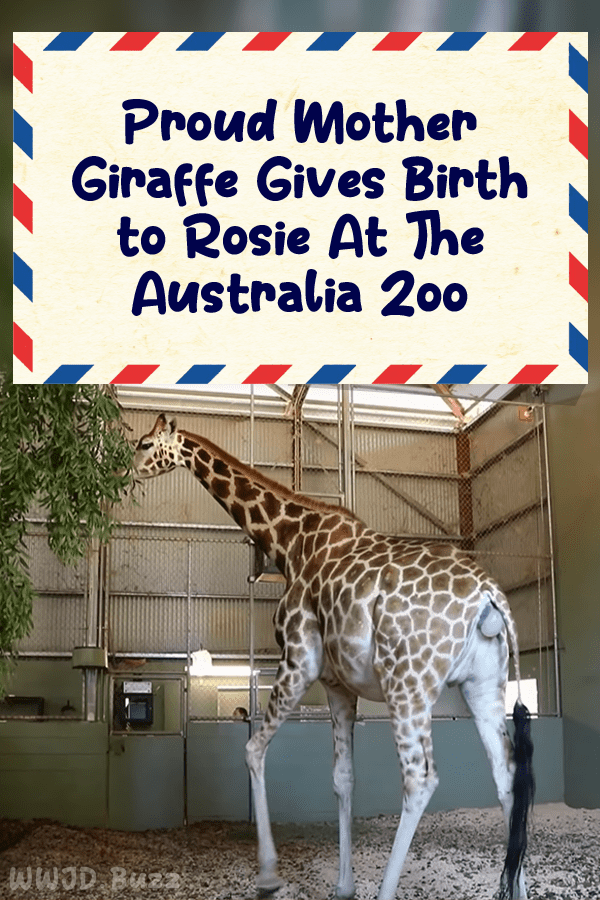 Proud Mother Giraffe Gives Birth to Rosie At The Australia Zoo