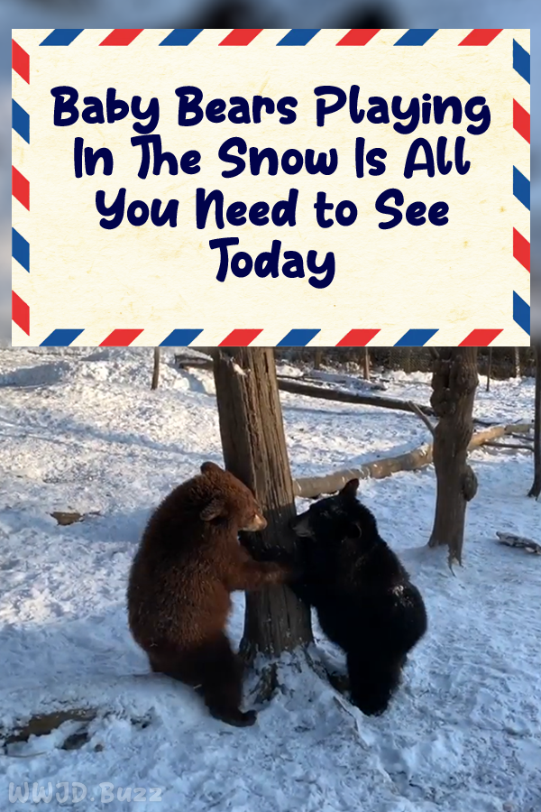 Baby Bears Playing In The Snow Is All You Need to See Today
