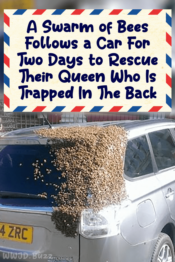 A Swarm of Bees Follows a Car For Two Days to Rescue Their Queen Who Is Trapped In The Back