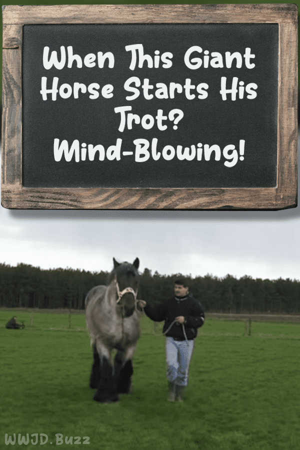 When This Giant Horse Starts His Trot? Mind-Blowing!
