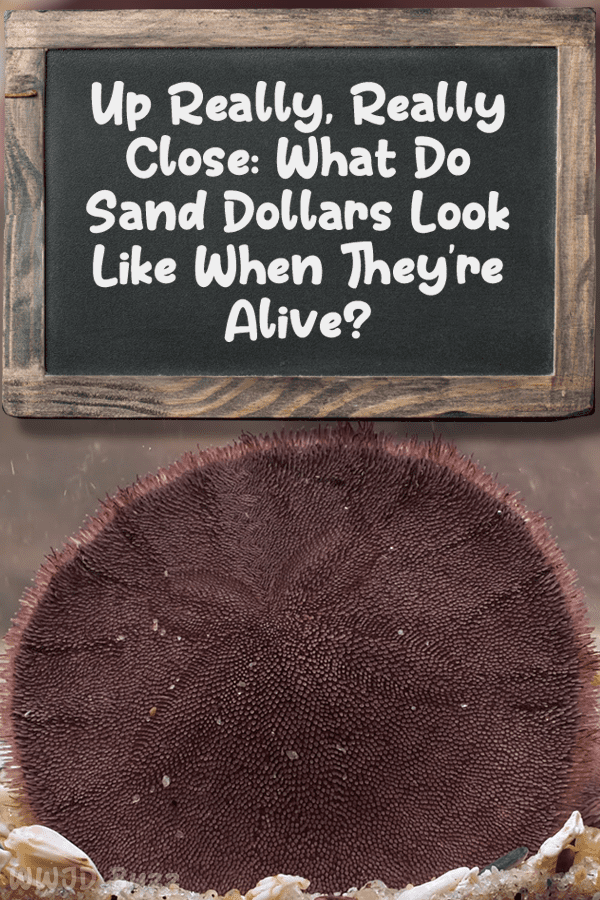 Up Really, Really Close: What Do Sand Dollars Look Like When They’re Alive?