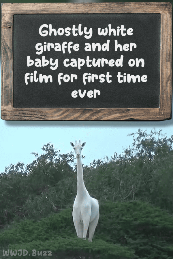 Ghostly white giraffe and her baby captured on film for first time ever