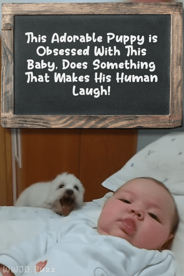 This Adorable Puppy is Obsessed With This Baby, Does Something That Makes His Human Laugh!